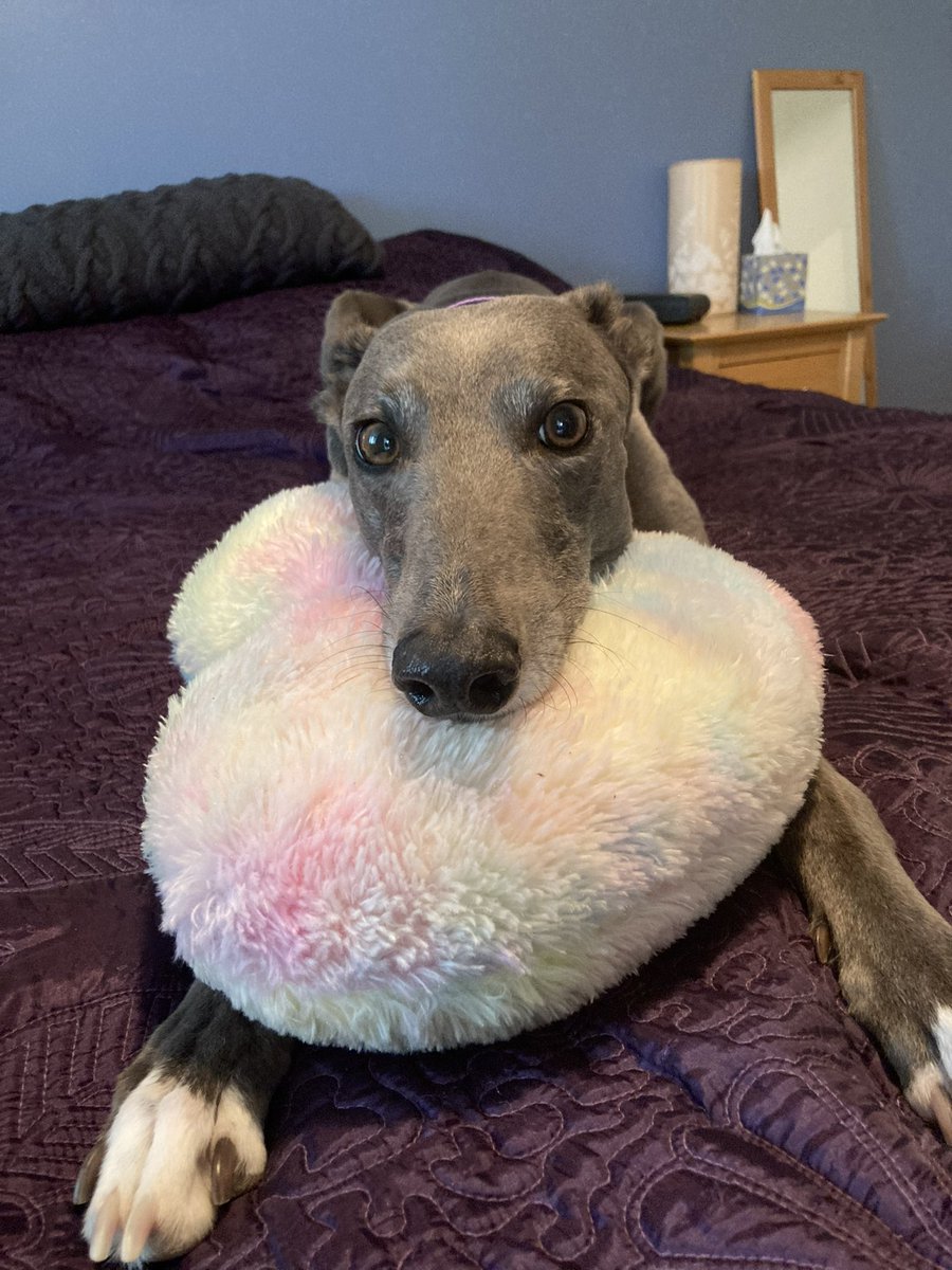 TessAndDolly's tweet photo. Happy 5th Gotcha day to our loveable lunatic Tess. 5 years of this crazy sassy sensitive beautiful girl #Greyhound #GotchaDay https://t.co/kIjLBqISWr