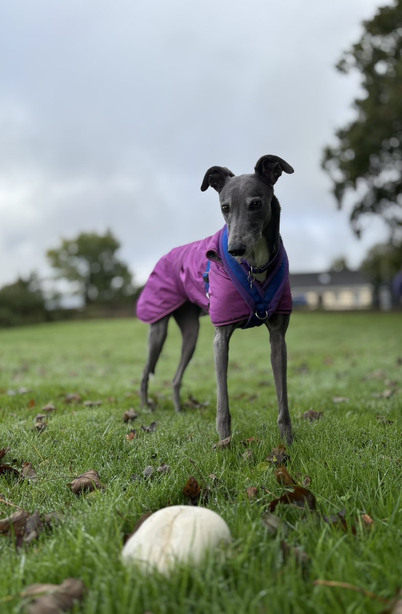 TessAndDolly's tweet photo. Happy 5th Gotcha day to our loveable lunatic Tess. 5 years of this crazy sassy sensitive beautiful girl #Greyhound #GotchaDay https://t.co/kIjLBqISWr