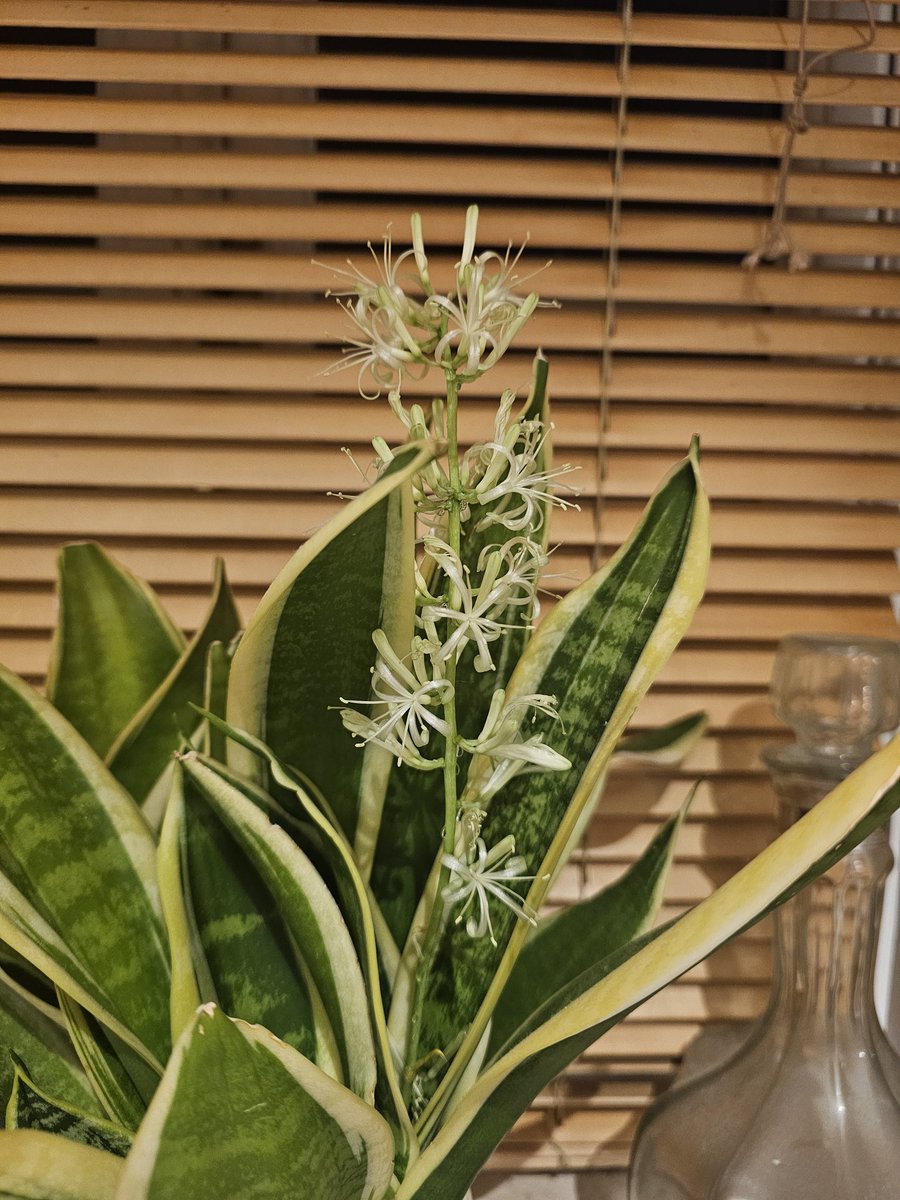 peskydancingkat's tweet photo. IT FLOWERS!! 😯 https://t.co/QjRCGyAHNe