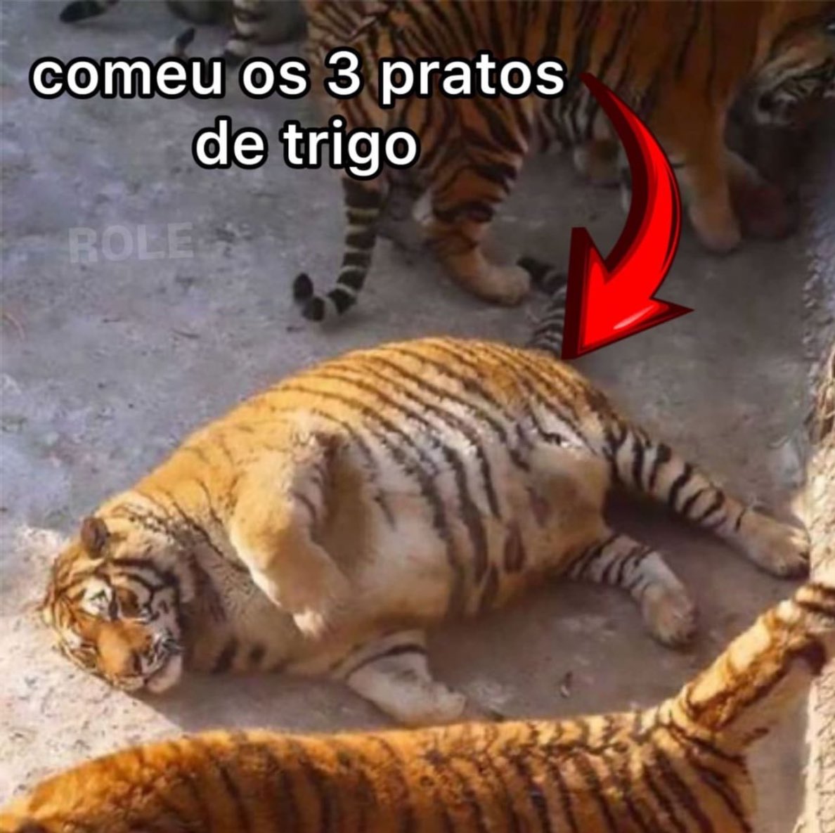 shitpostverdade tweet picture