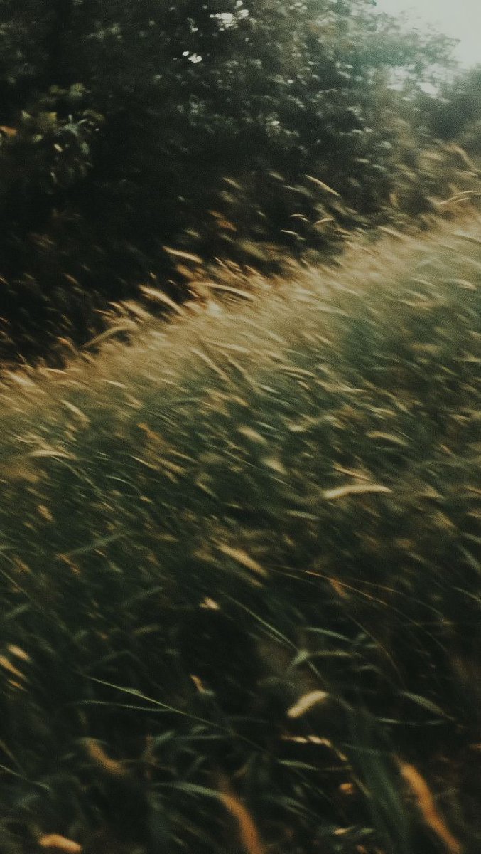 tryChant's tweet photo. Made by #midjourney.

Prompt:

A close-up of green wheat swaying in the wind, captured with an iPhone camera. The background is blurred to emphasize the texture and movement of the grain.

Check more AI-generated images on @vavebg https://t.co/bgEnSbGK1I