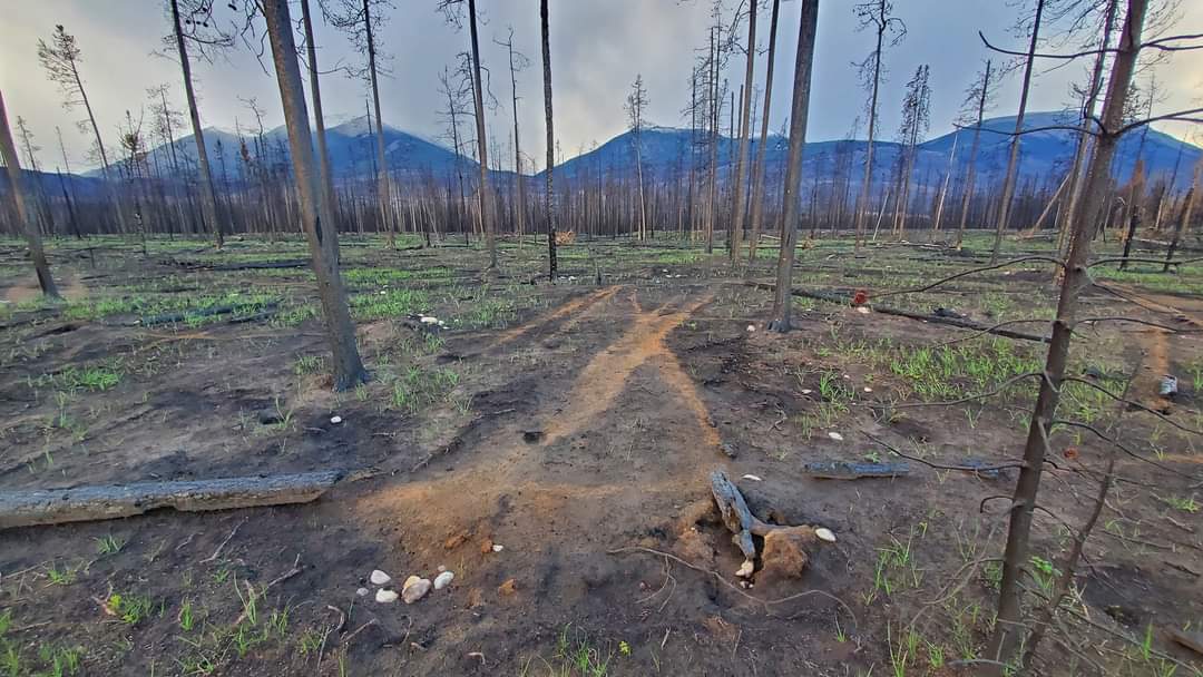 Proud of MSc <a href="/t_skretting/">T Skretting</a> who convocated today <a href="/uLethbridge/">ULethbridge</a>! Tristan's work on pine beetle impacts on fire fuels in <a href="/JasperNP/">Jasper National Park, Parks Canada</a> will be foundational for understanding fuel consumption/fire behaviour of the Jasper Fire Complex, which burned 30% of the town on the day of her defense