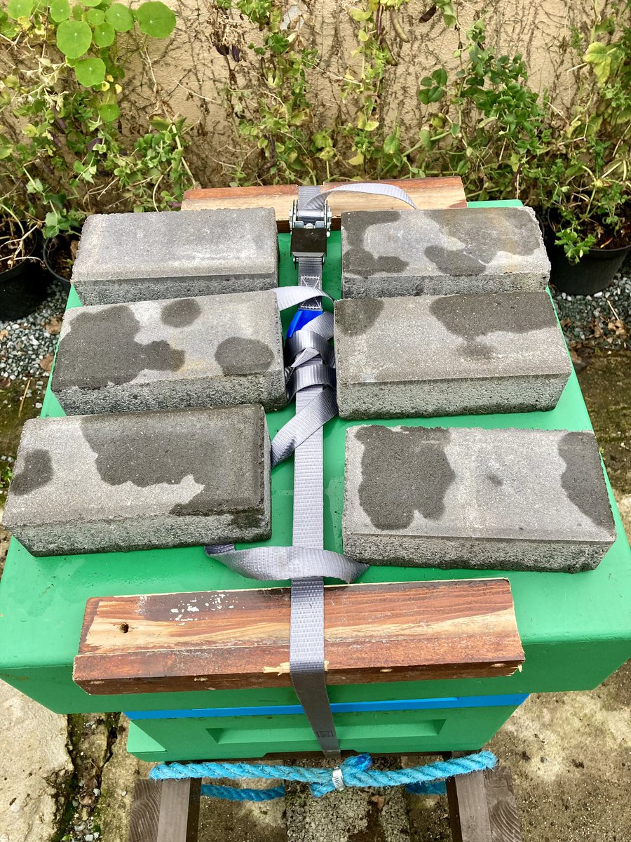 SarahKeane83's tweet photo. Thatβs Nancy strapped down in preparation for #StormAshley so hopefully all my girls will come through it safe and sound @DermotNCosgrove
#NativeBlackBees
#BeekeepersHour https://t.co/v2HivhVDpP
