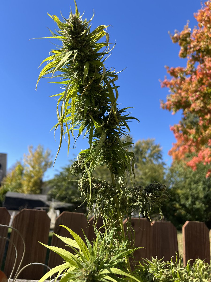 White Samson tweet media