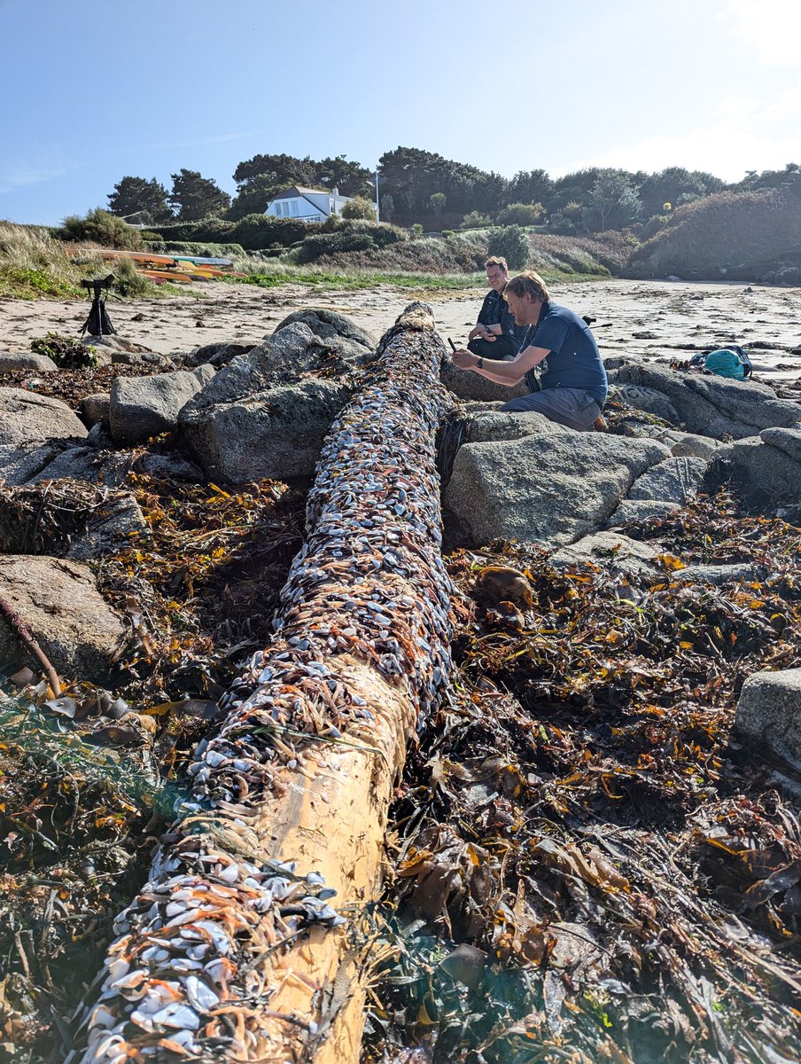 A beautiful first day on the Scillies, nice to see a few bits and pieces but the Blyths pipit eluded us late this afternoon.