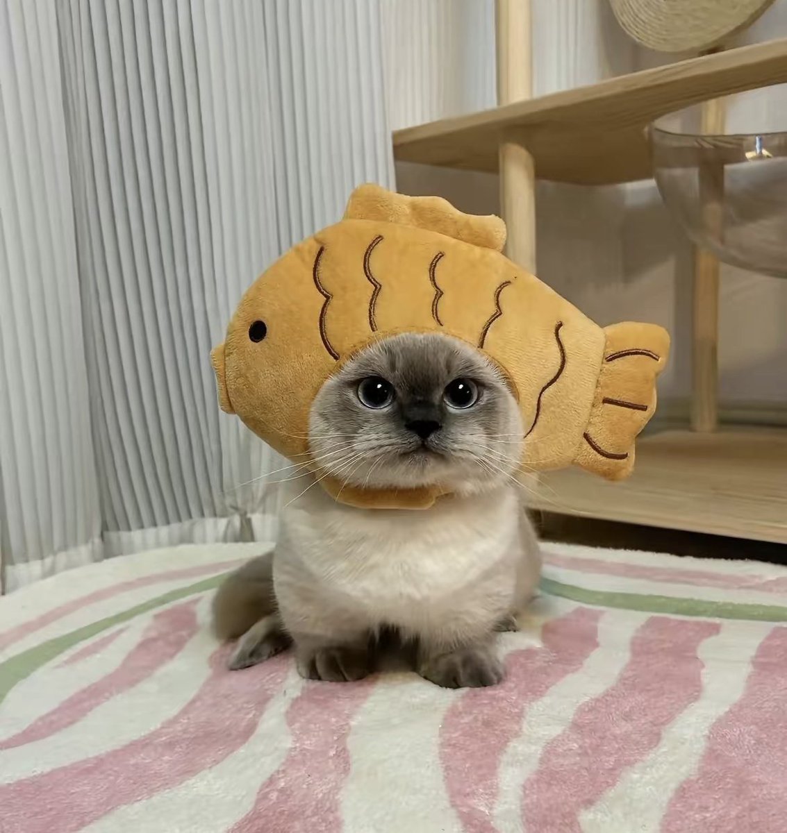 <a href="/JoeParys/">Joe Parys</a> Joe there is one called $XIAO Jie a famous cute TikTok cat. 

Widely undiscovered in crypto but has the potential to be like $MICHI.

<a href="/thecatXiaojie/">Xiaojie cat | $XIAO</a>