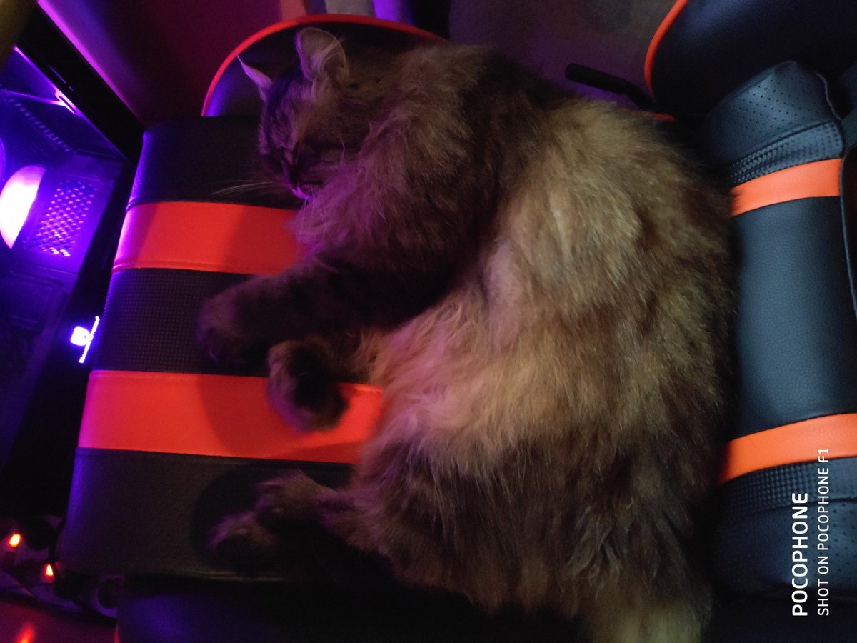 Taklen_Ret's tweet photo. Нашел фотки своего старого котика 😭 https://t.co/6skMMP7WIz