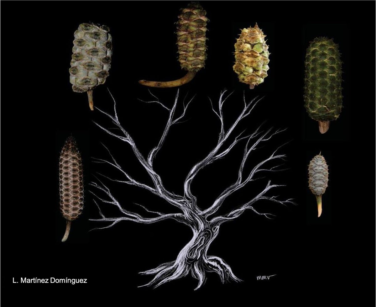 This is a sheet of a talk on the evolution of pollen and ovulate strobili.

The talk was about the article published in Annals of Botany: Evolutionary trends of reproductive phenotype in #Cycadales: an analysis of morphological evolution in #Ceratozamia

doi.org/10.1093/aob/mc…