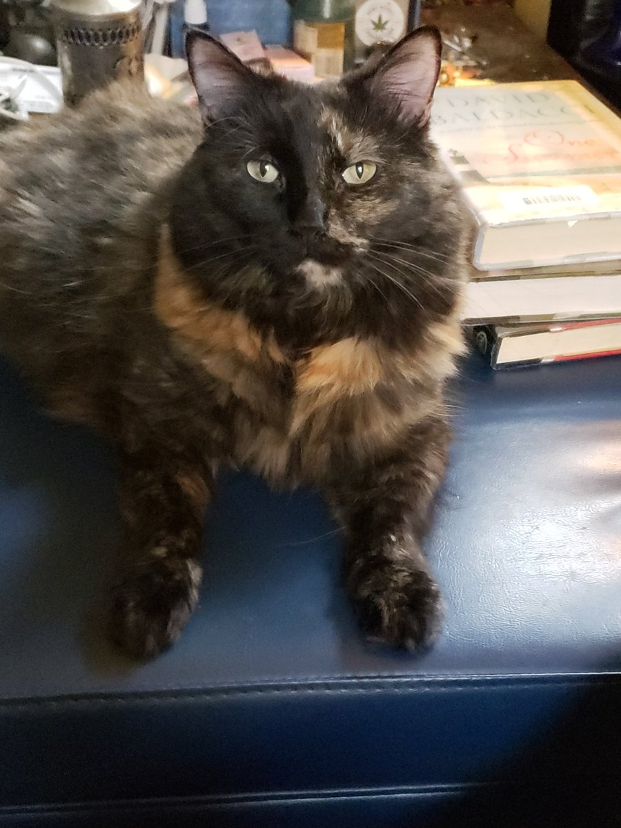 CassieJFox's tweet photo. #Vocals Add Sister Sweetie Belle to your duet list. She sings every night around 8pm. We call her "Sundown Sweetie" Auditions are no problem.She loves to vocalize a capella too. 🎤 🎙  🎶 👌 🤣  #Meowsic #Caturday https://t.co/xAK2W8po9r