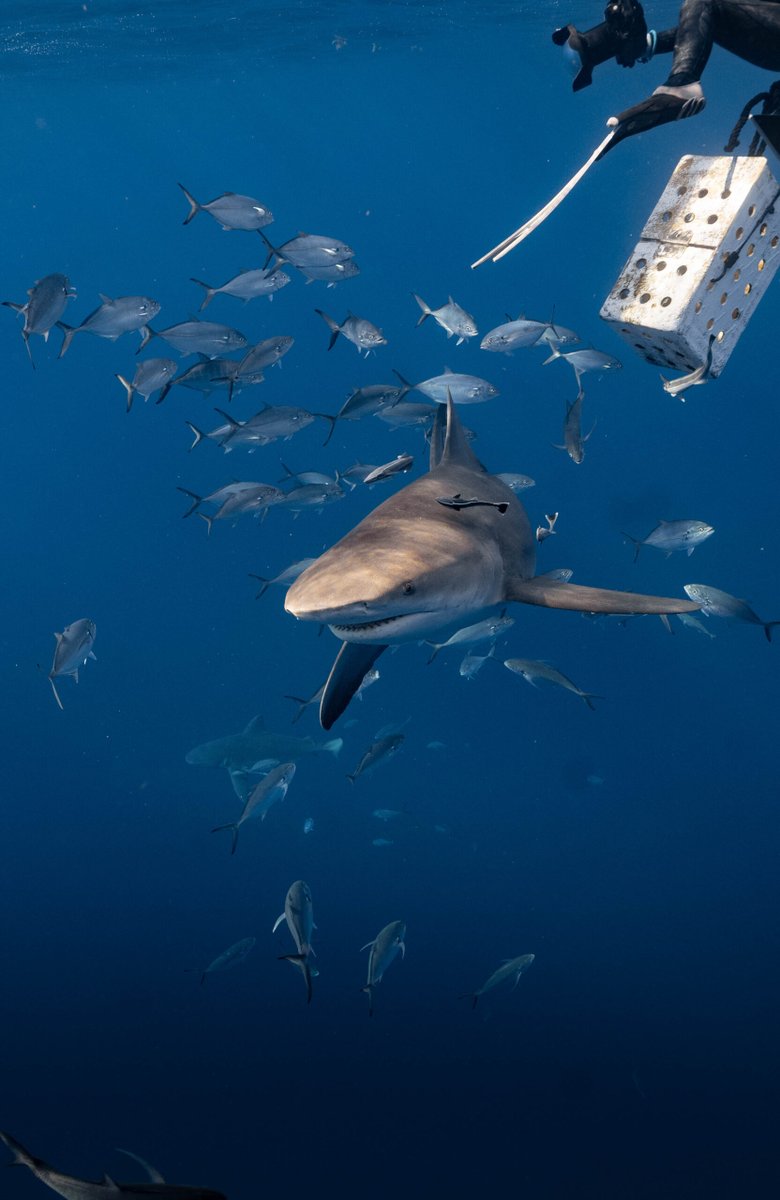 FilterGrade tweet media