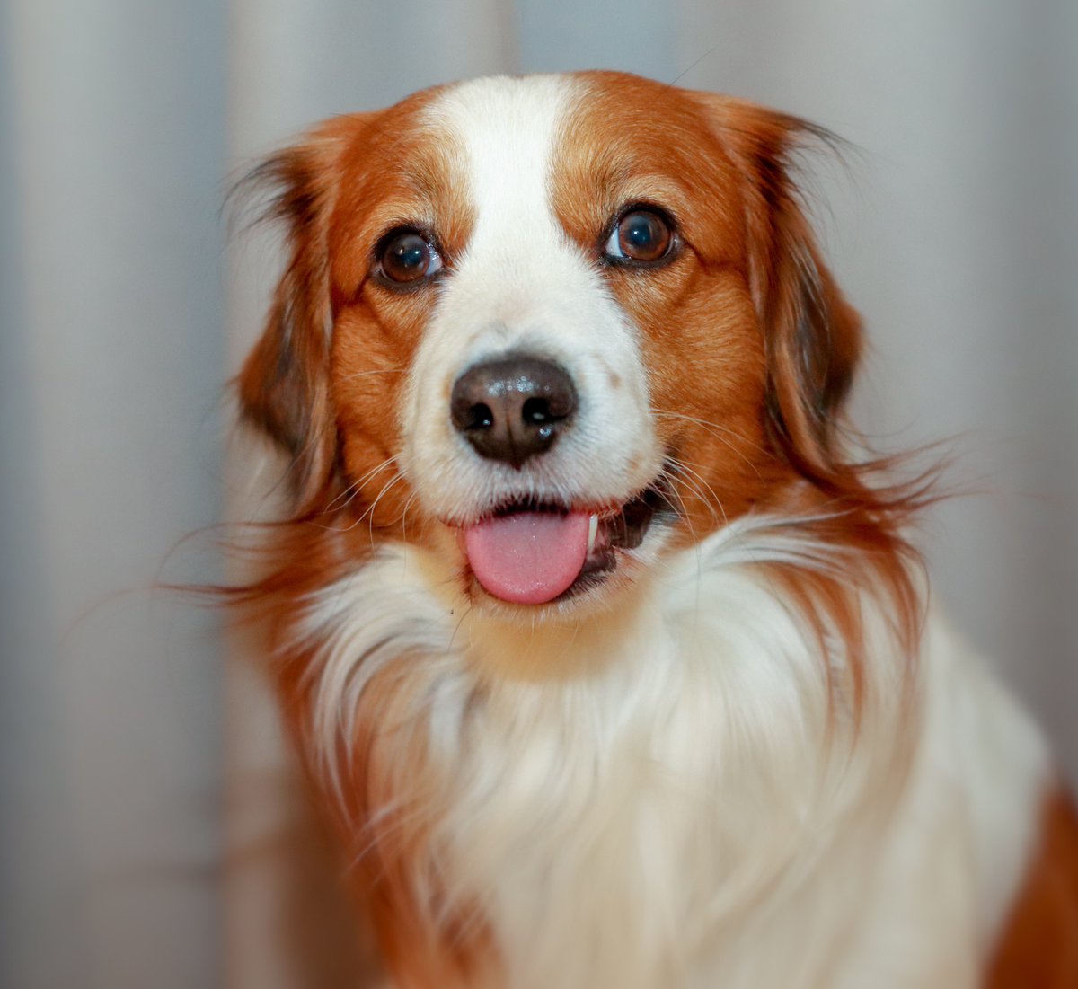 An Herrn Jakob Blasel <a href="/jakobblasel/">Jakob Blasel</a> (neuer Co Vorsitzender der #Grünen Jugend) gerichtet:

Ich weiß nicht, was in deinem Leben schiefgelaufen ist oder was deine Eltern falsch gemacht haben, dass du zu so einem radikalen Haustierhasser geworden bist.

Lass dir eines gesagt sein: