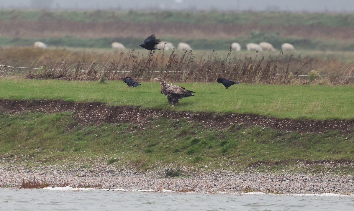 plodingbirder's tweet image. I know it is probably from the IOW introduction scheme as it is sporting a backpack, but it is still a magnificent beast @RoyDennisWF Seen for a few minutes at Scotney Gravel Pits, just outside of Lydd, Kent this morning with @BenendenKent