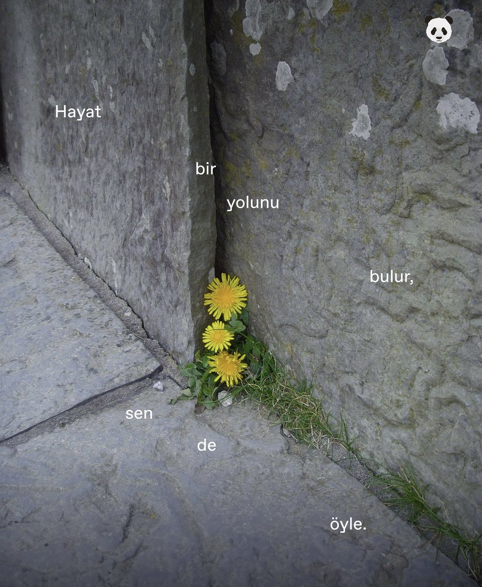 SoylentiDergi's tweet photo. “Hayat bir yolunu bulur, sen de öyle.” 🌸🤍 https://t.co/hkCkaYq8Ji
