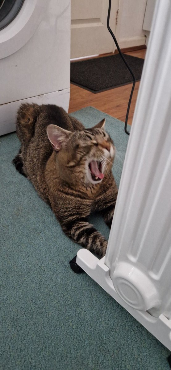 ChrisScream81's tweet image. Absolutely nackered. He's addicted to the heater 😂😂 looks like hes warming his hands. Couldn't of timed it better with the yawning 🤣🤣 #HorrorComunity #HorrorFamily #Horrorfam