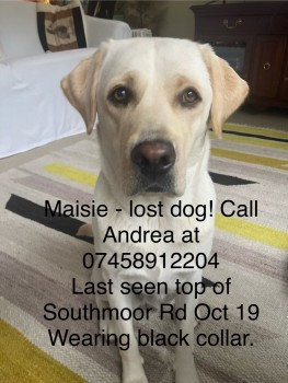 millypod1's tweet photo. 🆘19 OCT 2024 #Lost MACIE #ScanMe
YOUNG White Labrador Retriever Female
Southmoor Road #Oxford #Oxfordshire #OX2
https://t.co/2gdpTOPofZ https://t.co/XnAvwocS8S