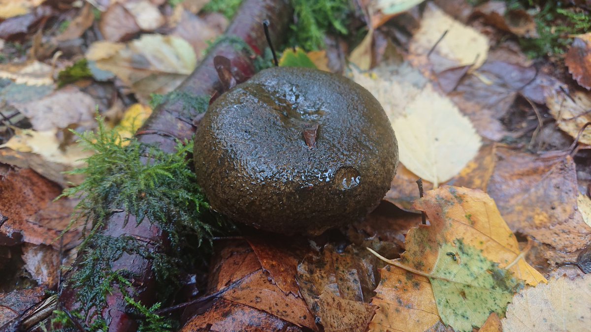 🍄 A Rare Mattipus 🍄 tweet media