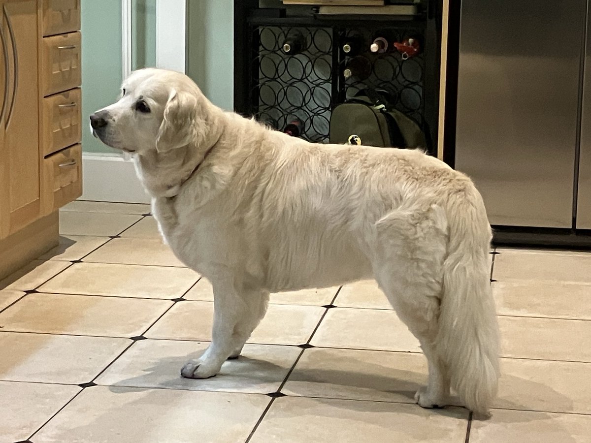 loabi_retriever's tweet photo. Carefully watching as Mum clears up after their roast chicken dinner and hoping some is coming my way. 

#OfCourseItIs https://t.co/K4UXWy3phx
