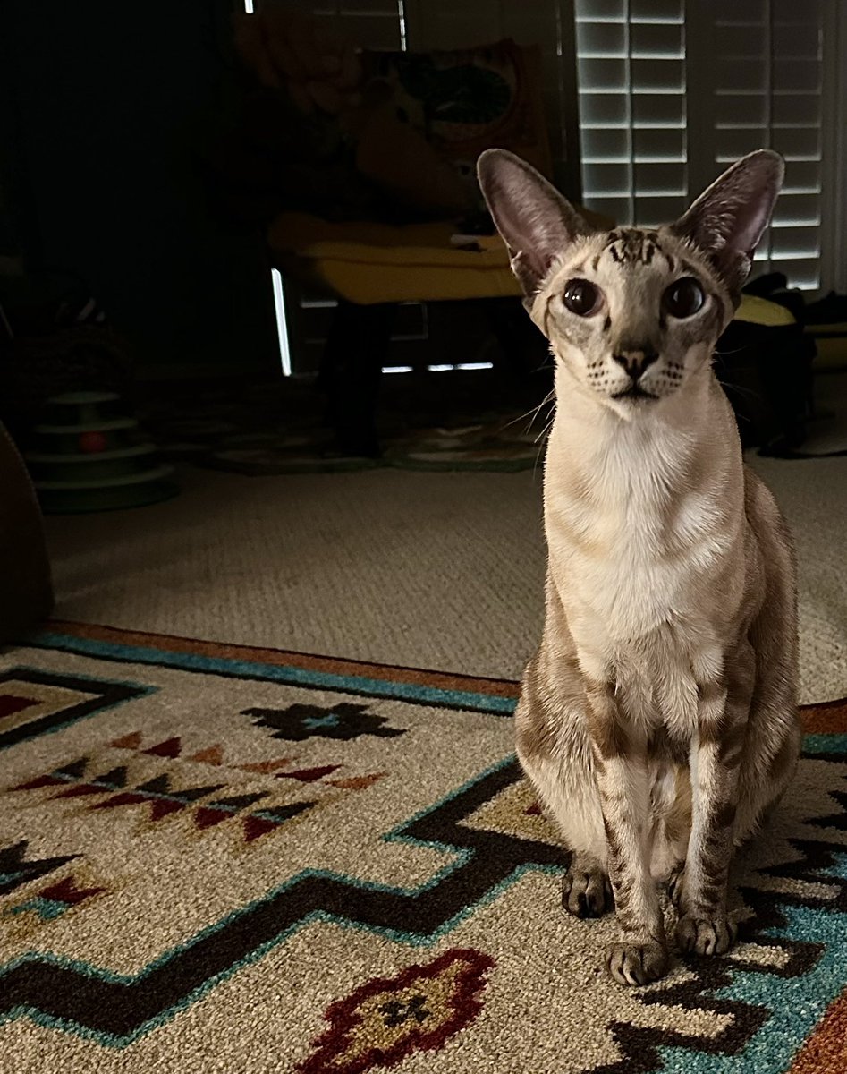 #caturday