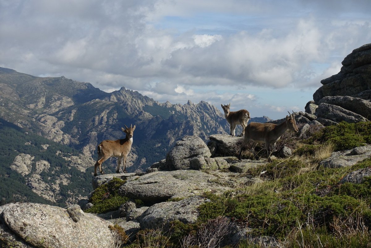 Viajarapie tweet media