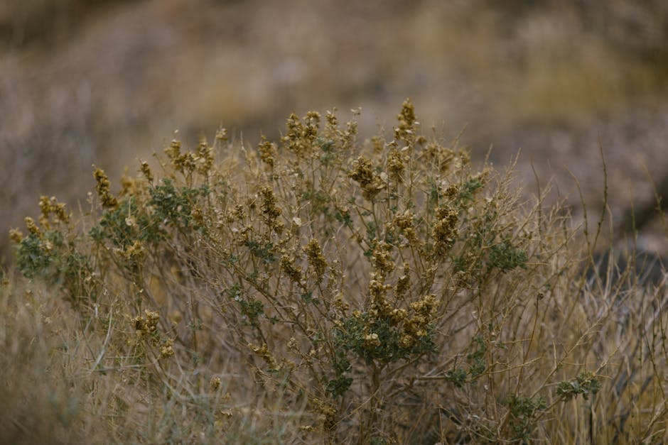 Dry, brittle, and oh-so-golden. 🌾🍂 #nature #autumn #closeups