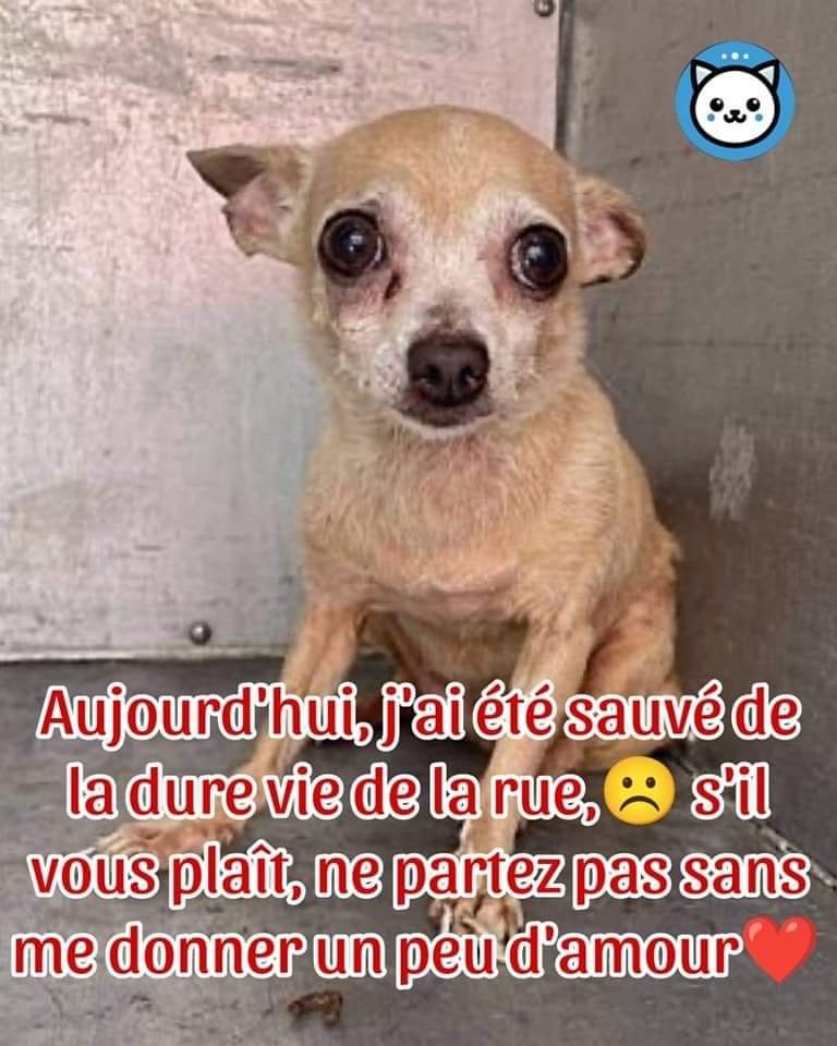 Planimaux tweet media