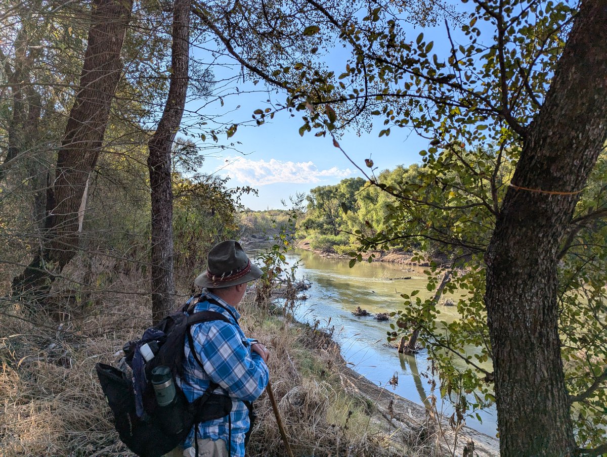 Monarch butterflies by the hundreds feed on Maximilian sunflowers during southward migration in Dallas Great Trinity Forest this morning. Planted by volunteers 9 years ago these flowers act as a vital feeding spot for the butterflies. Great hike along Trinity and White Rock Creek