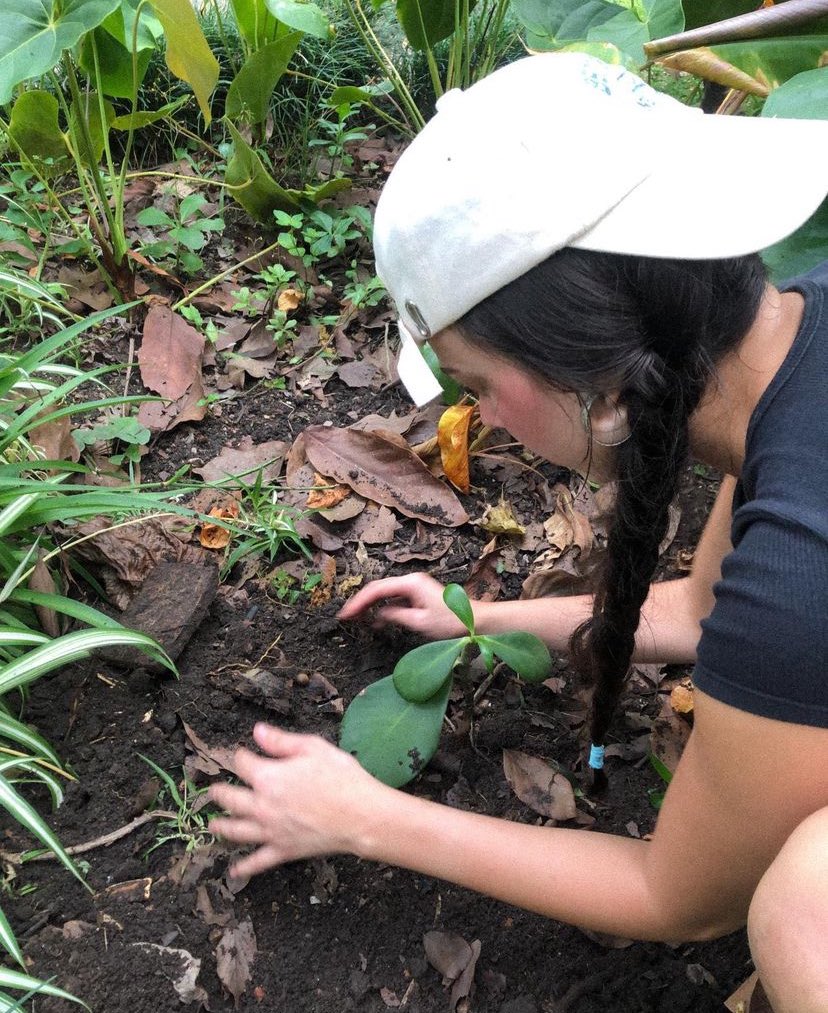 catando muda pra levar pra casa