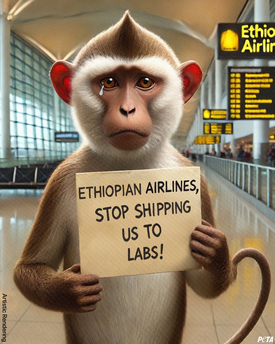 peta's tweet photo. This monkey has a message for @flyethiopian. Stand up for them if you agree! https://t.co/D2AJhvUToB https://t.co/HJ0eTZ0NAt