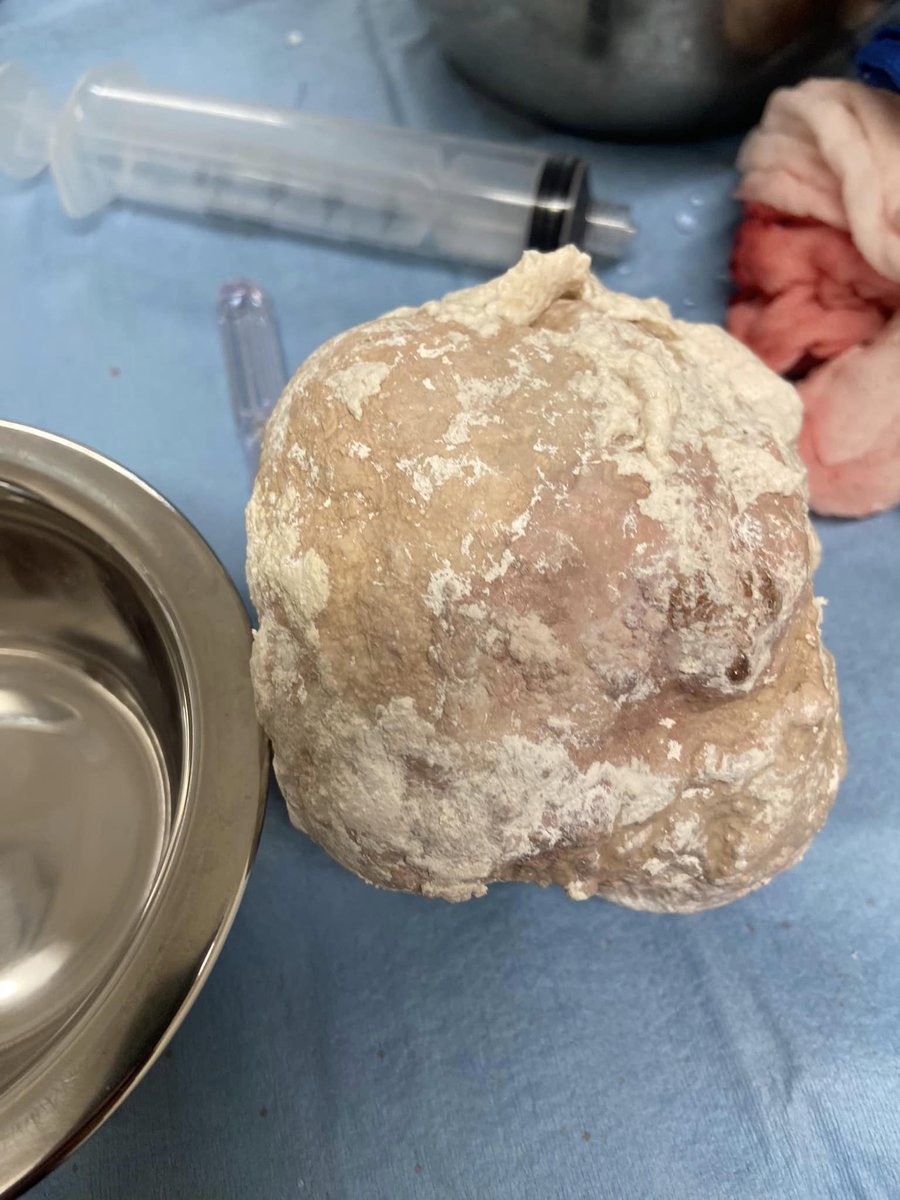 VEGERforpets's tweet image. Would you believe us if we told you this bladder stone came out of a tortoise? 🐢💥 

Thanks to our VEGgies, our turtle friend is heading home 1.5 pounds lighter and feeling a whole lot better! 💪👏 

📍VEG Anaheim Hills, CA

#vegolution #pethospital #tortoise #bladderstone