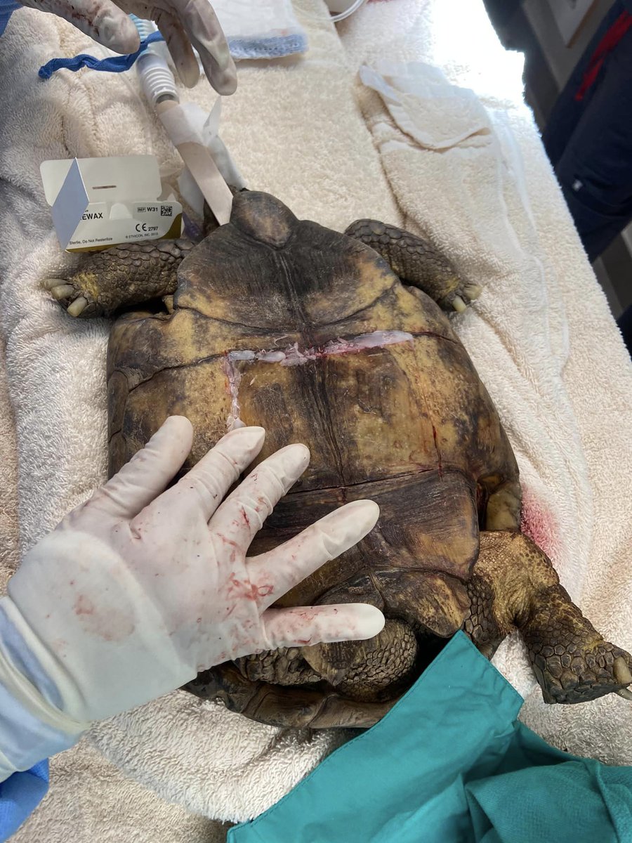 VEGERforpets's tweet image. Would you believe us if we told you this bladder stone came out of a tortoise? 🐢💥 

Thanks to our VEGgies, our turtle friend is heading home 1.5 pounds lighter and feeling a whole lot better! 💪👏 

📍VEG Anaheim Hills, CA

#vegolution #pethospital #tortoise #bladderstone