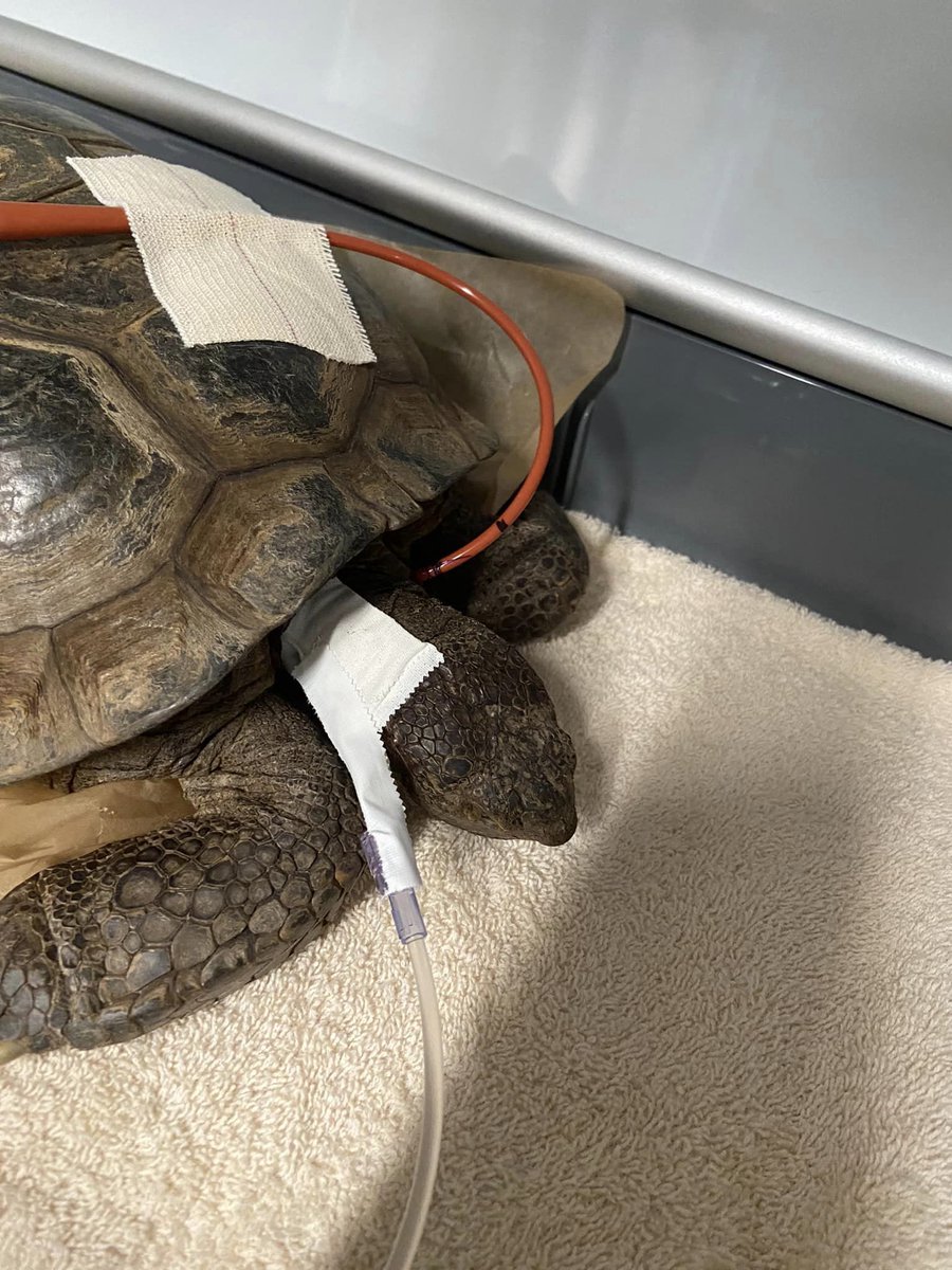 VEGERforpets's tweet image. Would you believe us if we told you this bladder stone came out of a tortoise? 🐢💥 

Thanks to our VEGgies, our turtle friend is heading home 1.5 pounds lighter and feeling a whole lot better! 💪👏 

📍VEG Anaheim Hills, CA

#vegolution #pethospital #tortoise #bladderstone