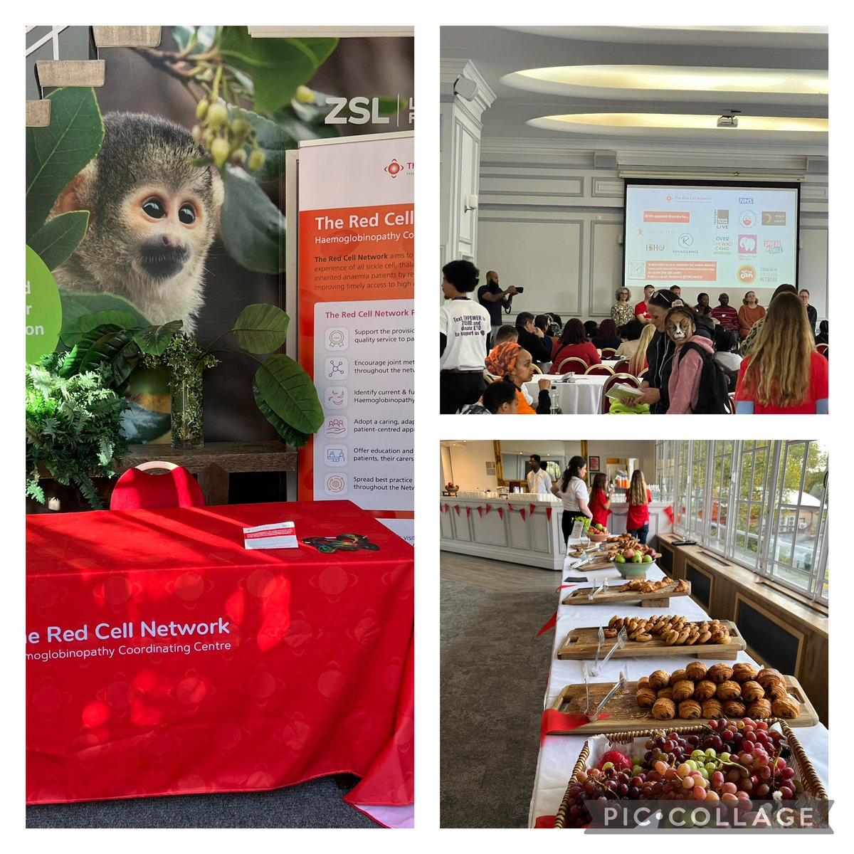 albin_588's tweet photo. Another successful event for our Red Cell Network
#Londonzooevent
#Sickle Cell and Thalassaemia https://t.co/KWWpZ9oSCw