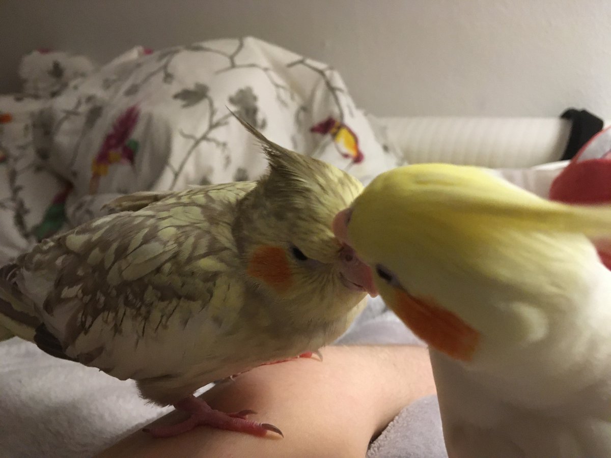 Sorry for not posting for so long! Beanie and Peep have been happy and well, the owner is just too busy and forgetful to post 😭🩷