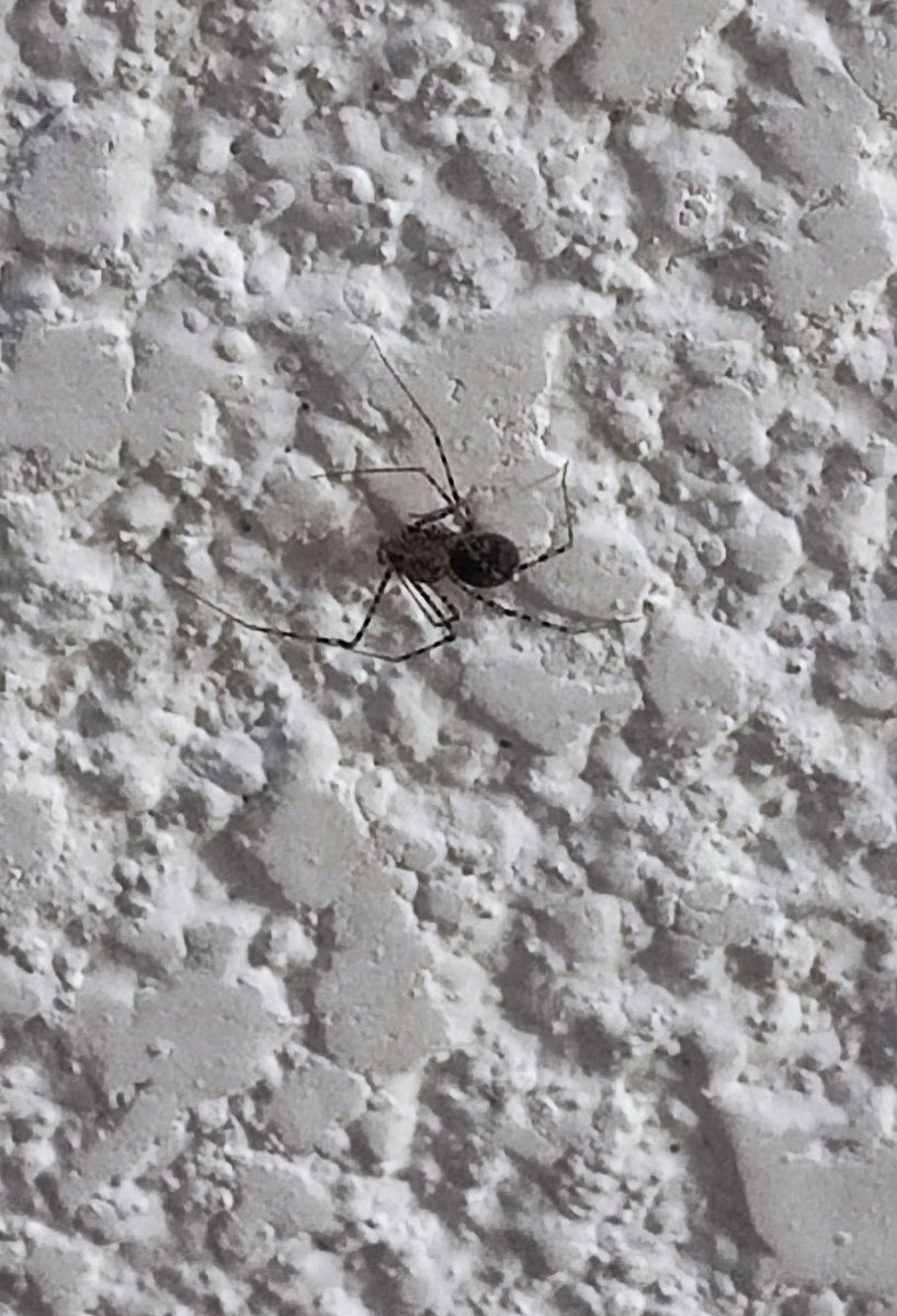 edumargon77's tweet photo. Buenas tardes!! Te comparto esta foto de una araña que encontre en Toluca, Estado de México, ojala sea buena mi foto para que puedas decirme si es IM o no. Gracias por tu colaboración! @Arachno_Cosas https://t.co/RUArGYEGxj