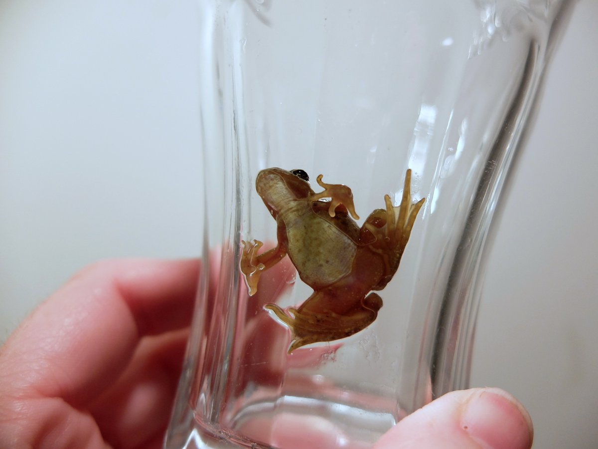 Meadow said "there's a frog", so we all looked and there was a frog hopping across the kitchen floor, he/she was safely caught and returned outside. The Bee Sanctuary of Ireland, more than a sanctuary for wild bees.
#frogs 
#bees 
#nature 
#wild 
#sanctuary 
#organic 
#veganic