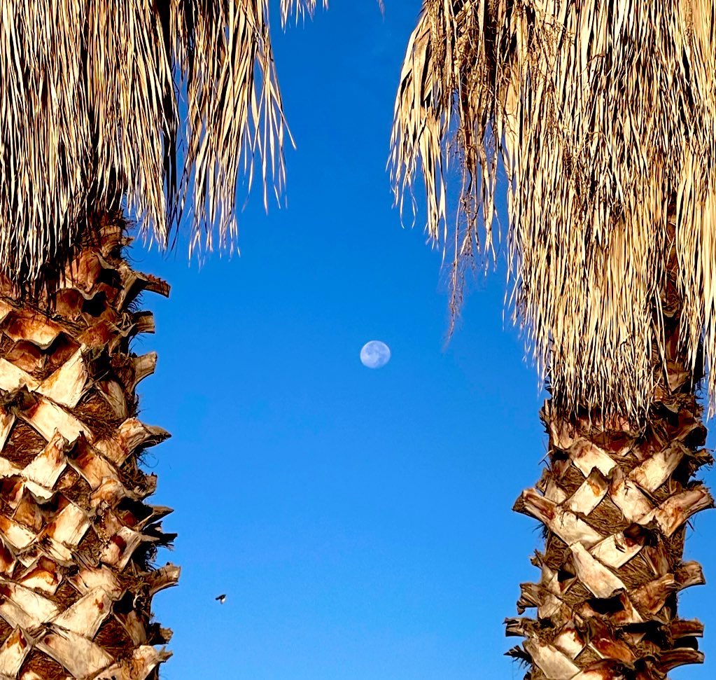 Caffeinated 💯 Caregiver🖤☕️🖤 tweet media