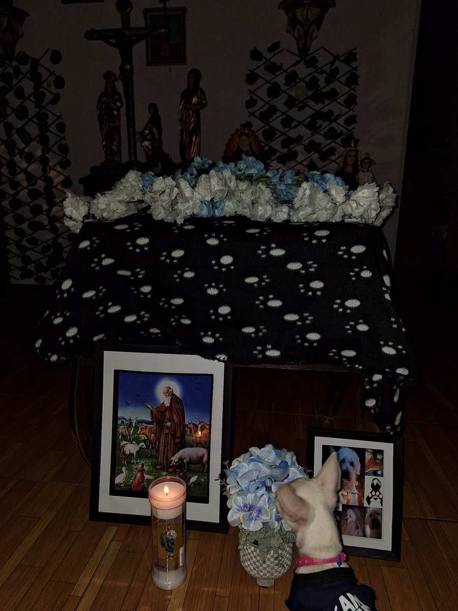 _Milenyyyy97's tweet photo. Vuelta alto mí pequeño bebé, gracias por haberme salvado la vida, te amo para siempre.🐶🥺🖤 https://t.co/KSWDYIqIP6