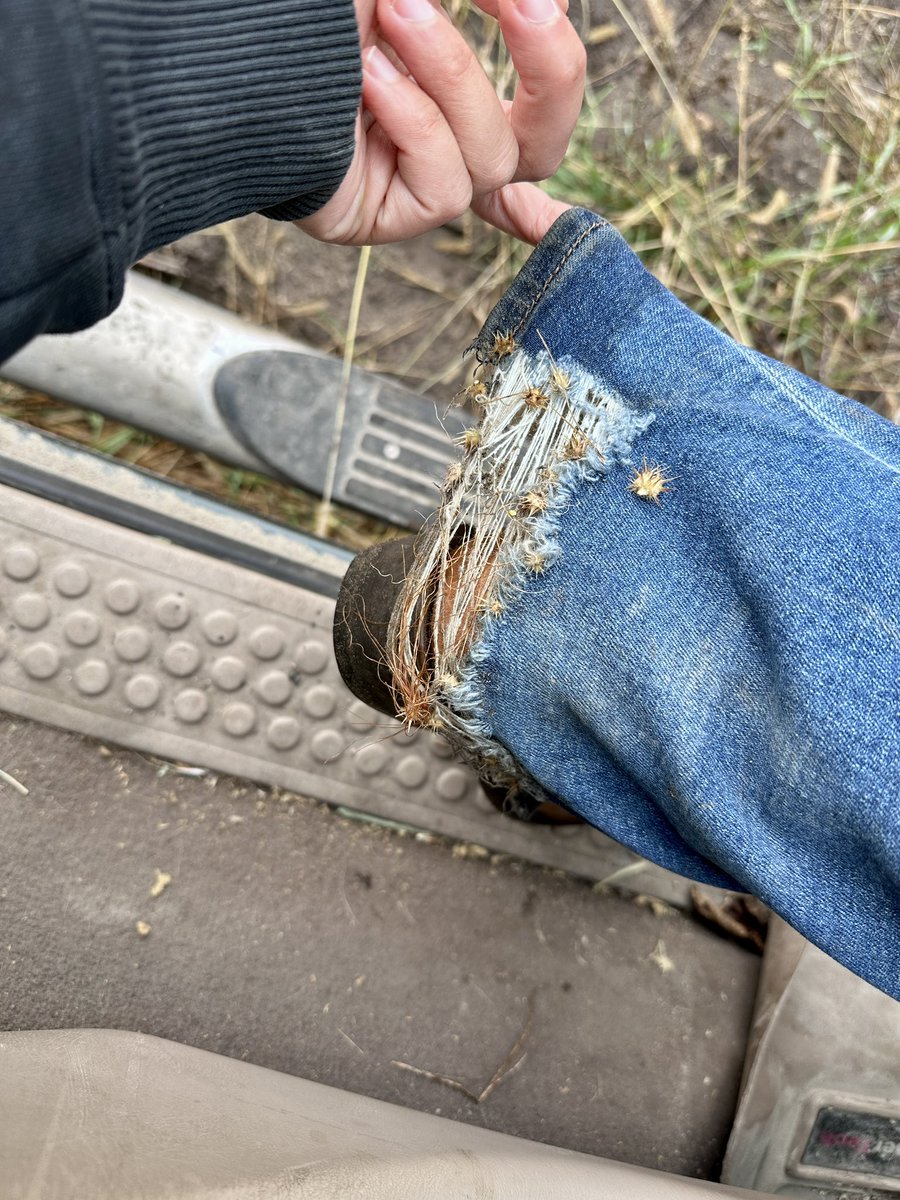 Soil sampling/shutting down pivots/friggin sand bur szn