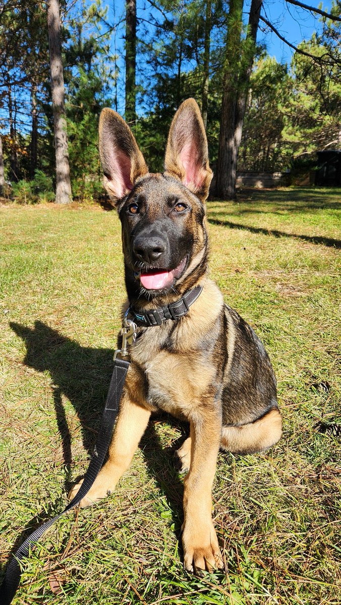 Dodgeguy75's tweet photo. K9 Gunnarr spam. 17 weeks old! https://t.co/I6LuS5c4k1
