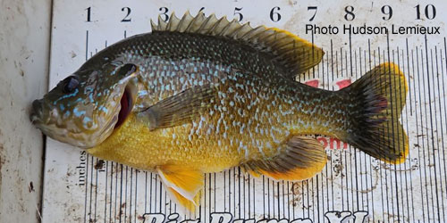 fishdb's tweet photo. OFFLHD v.5.32. Updated Ontario record length for Green Sunfish (Lepomis cyanellus). Total Length 24.1 cm. https://t.co/xbJpKTzsZN

@afs_ontario https://t.co/aUA9USqcEl