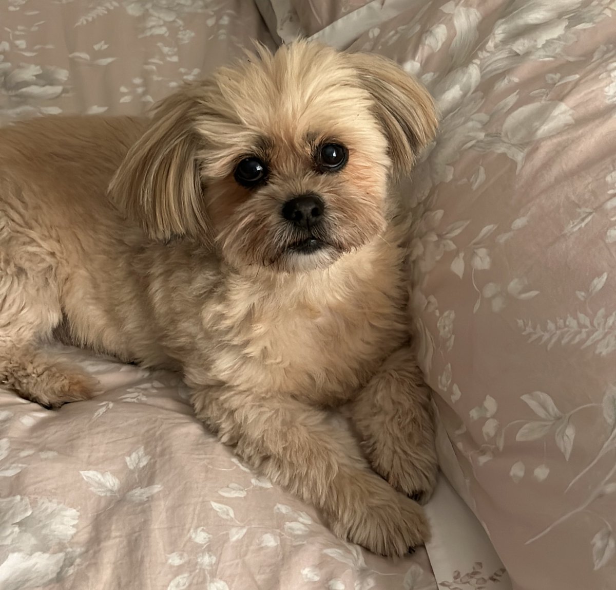 My Oscar has arthritis and I’m not ok 😭 I know it’s common but still a reminder time isn’t on anyone’s side 😣