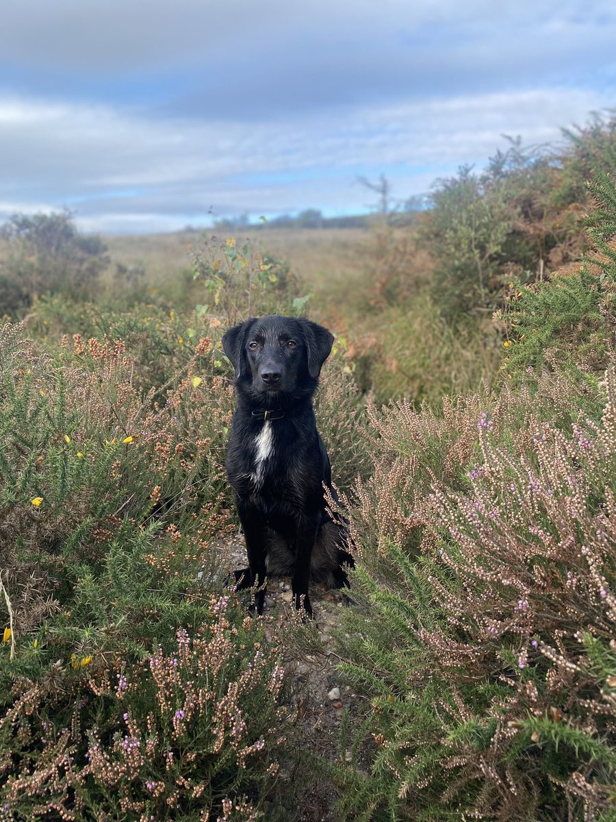 Jessica1Smith's tweet photo. I’m convinced Autumn is the best time of year to be a dog owner 🫶🏻🍂🍁 https://t.co/dzEjEFemjD