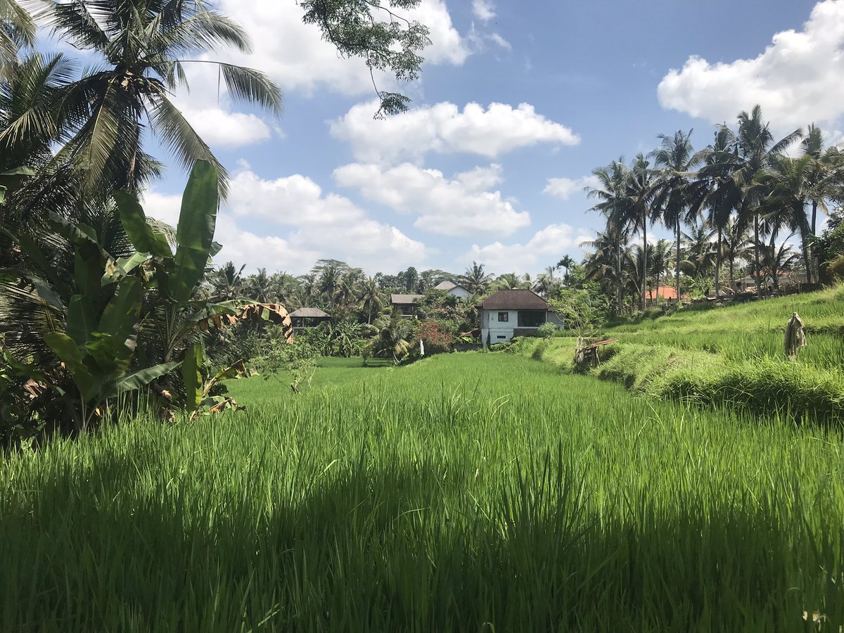PMukarno's tweet photo. Ubud Bali https://t.co/eKlYqLbXYs