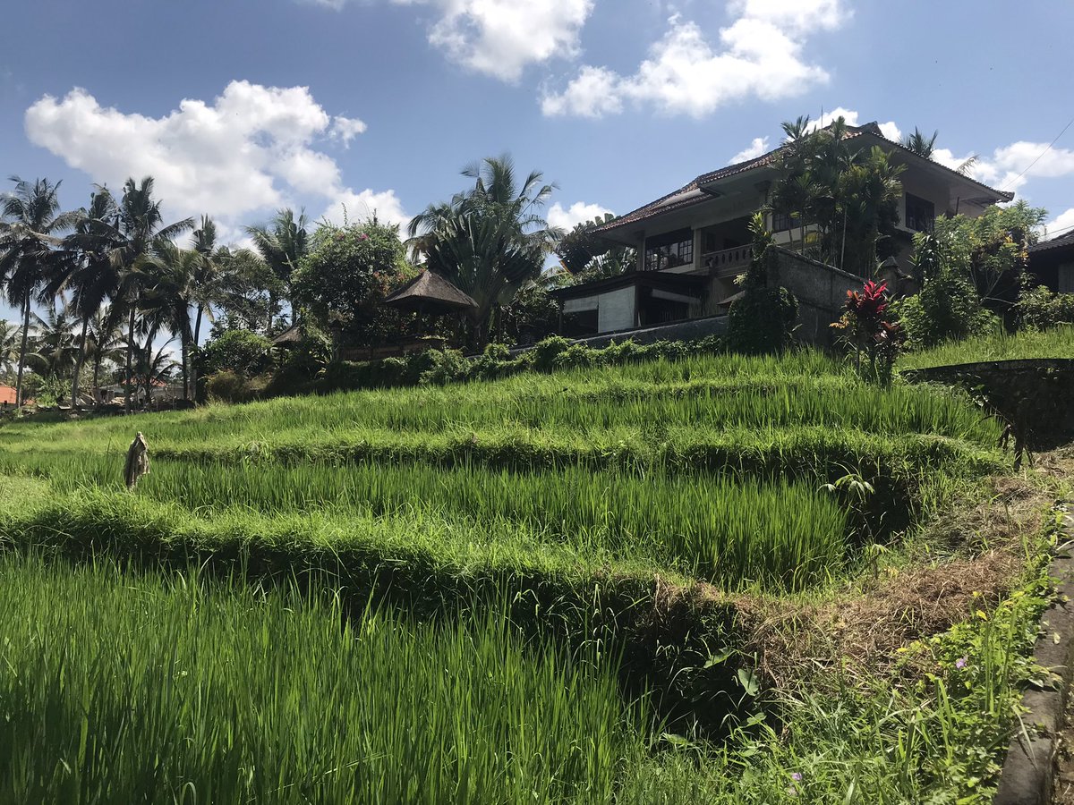 PMukarno's tweet photo. Ubud Bali https://t.co/eKlYqLbXYs