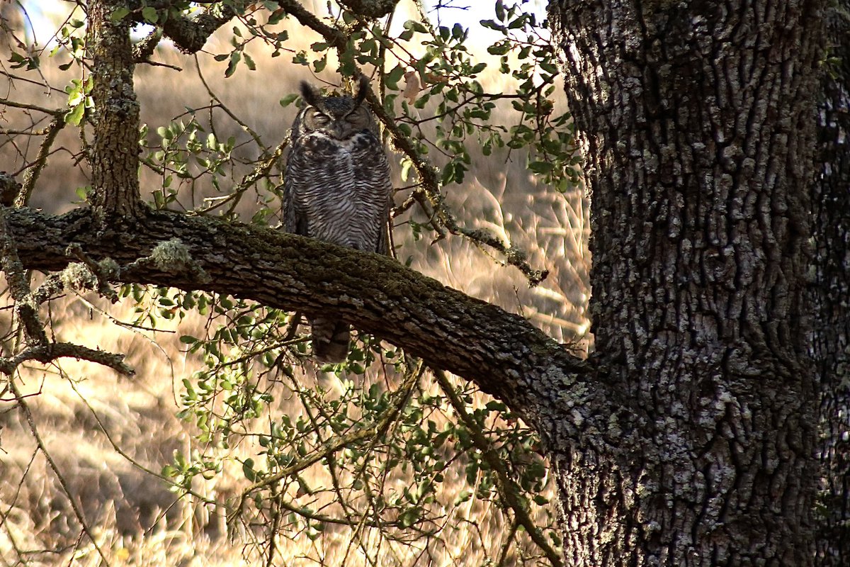 newsfroggie's tweet photo. During my morning run along a trail in the Walnut Creek Open Space, I came across this intrepid silent hunter in the woods. The Great Horned Owl. 🦉 https://t.co/gISATNWkZg