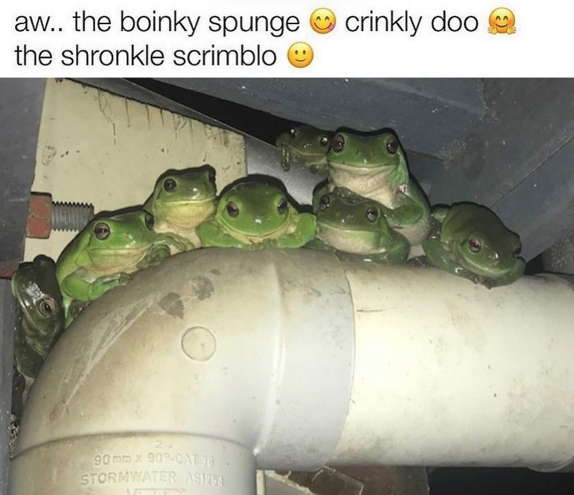 The boingy ribbity smunkle dlub