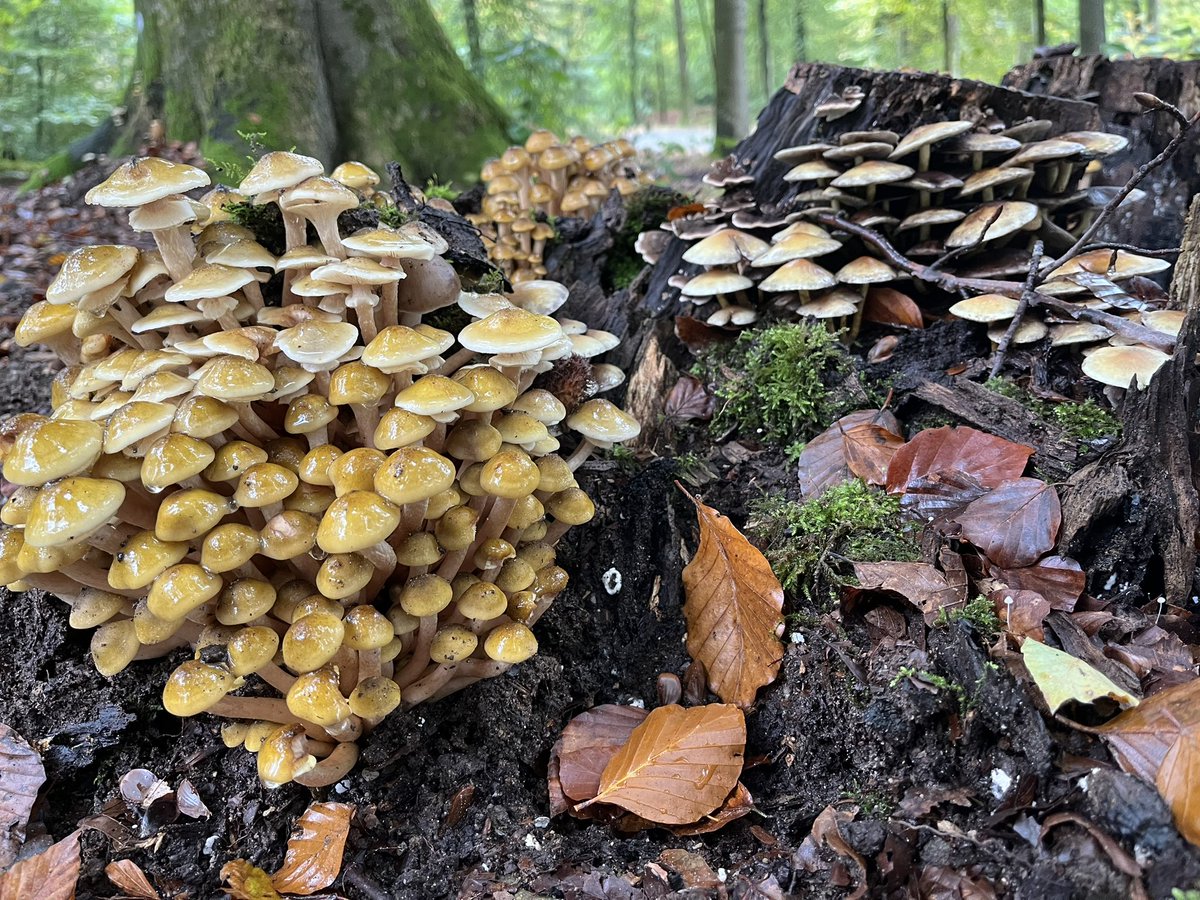 #veluwe #herfst #paddestoelen