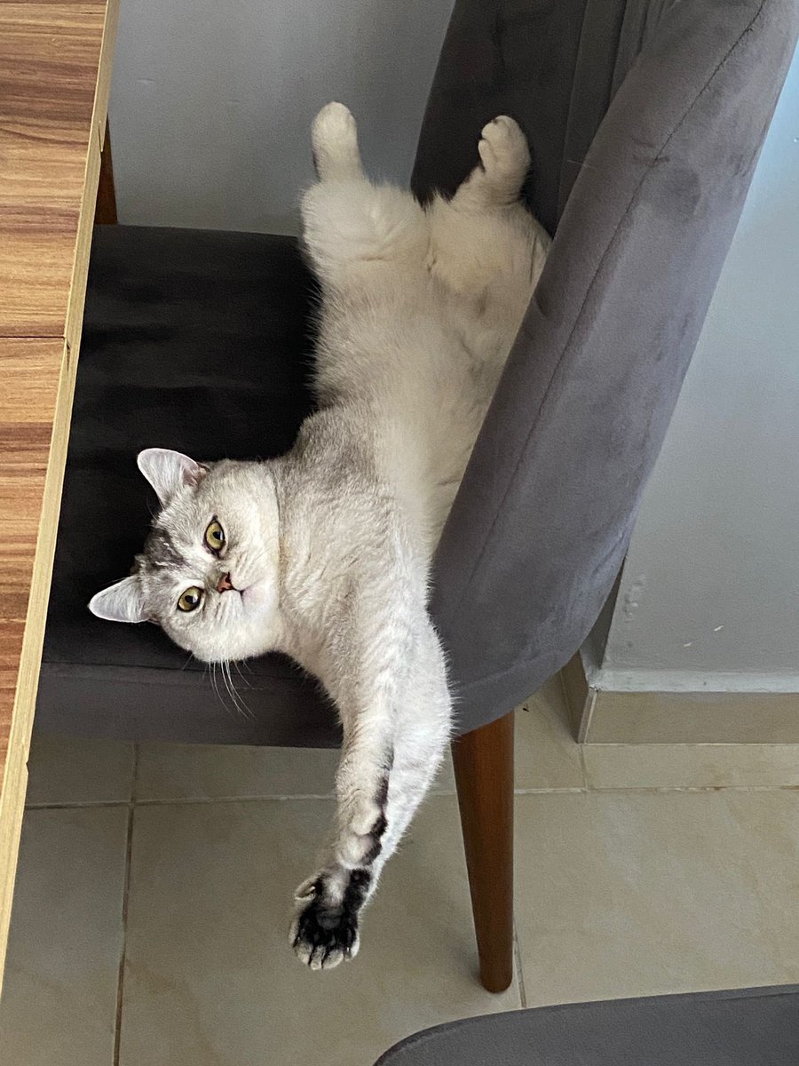 Molimin patileri 🐾 
Ve MOLİM ❤️