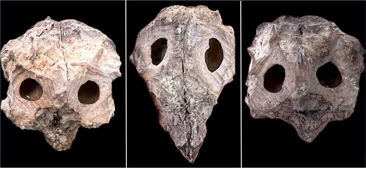 🎃 In the spirit of #Halloween here are some images Kou (Cordia subcordata; #Boraginaceae) fruit (drupe) stony endocarp.

🌰 Fruit are 4 locular with one #seed per locule. "Eye holes" appear as empty locules.

🌱 Kou is a canoe plant &amp; indigenous in #Hawaiʻi.
