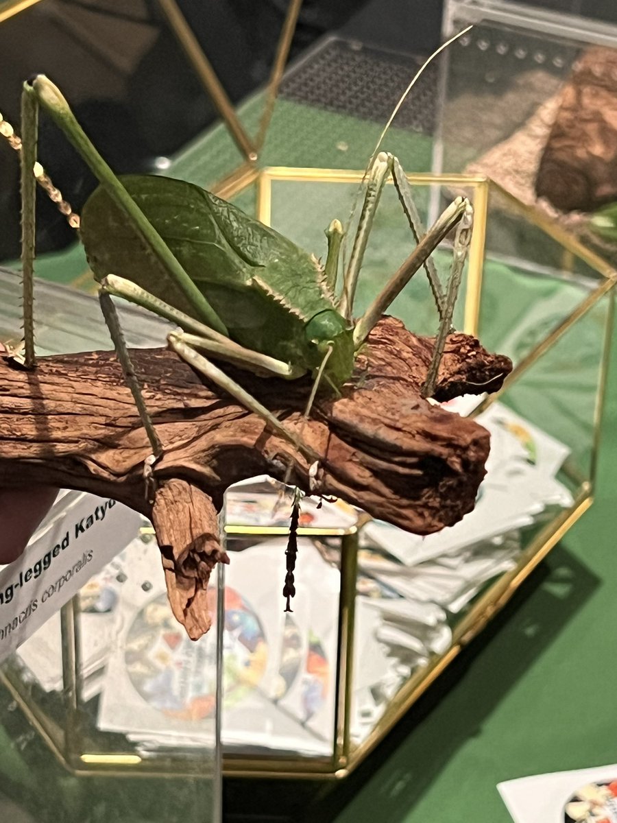 #katydid #hmns